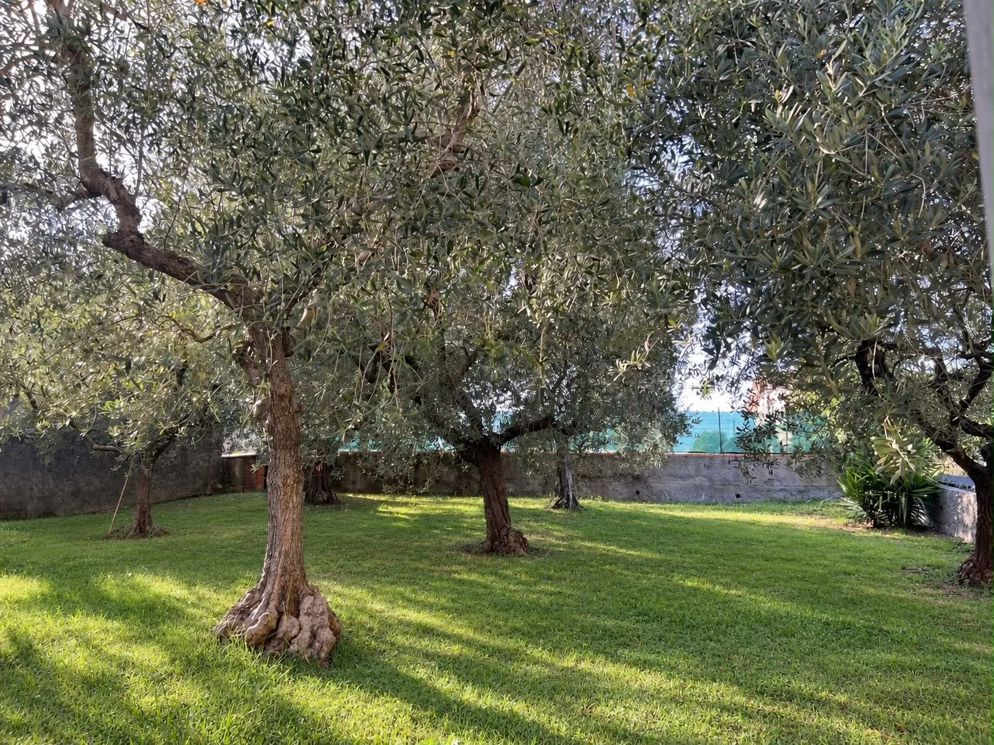 Giardino con ulivi