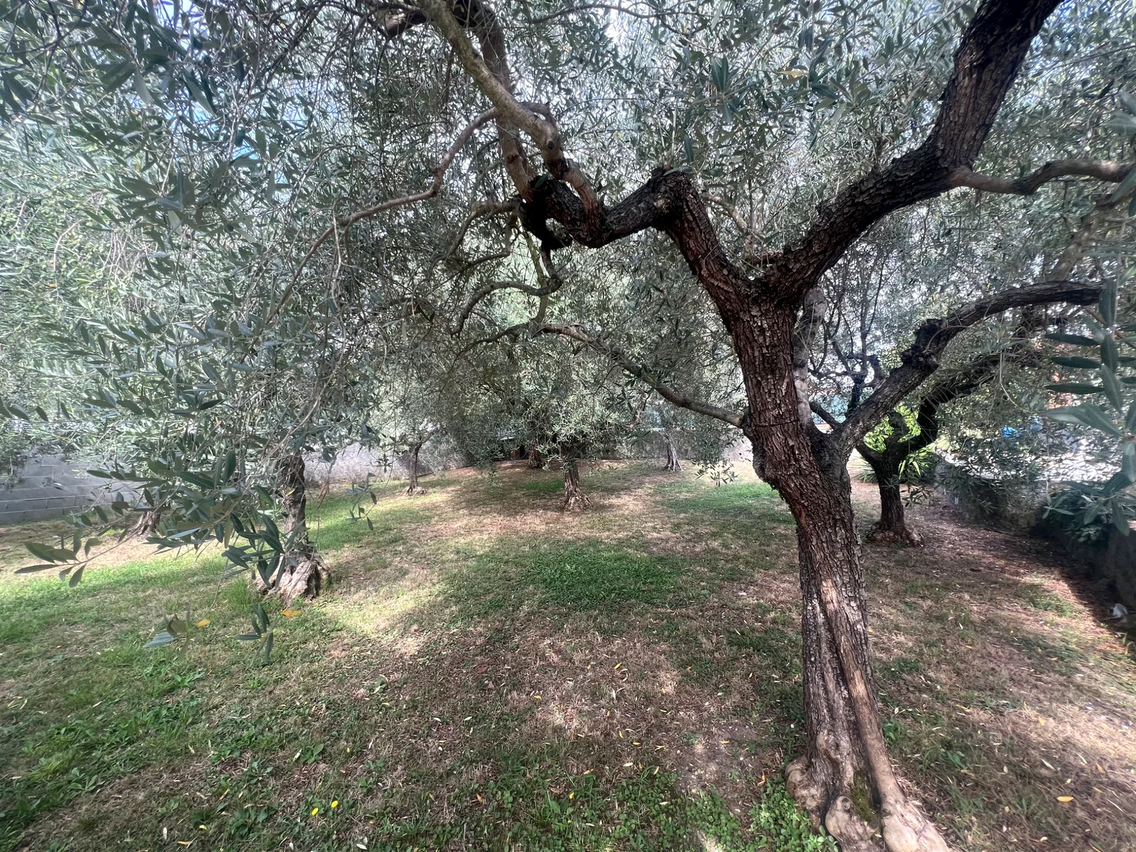 Olive trees at the villa